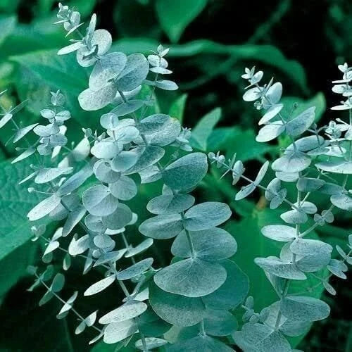 Eucalyptus Seeds 25 Pack Silver Drop Jocadew Eucalyptus cinerea Fragrant Ornamental Plant