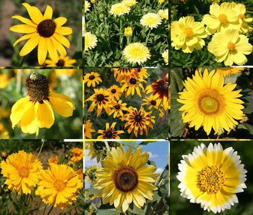 Wildflower Mix Seeds 1 Oz Bulk Yellow Variety Non-GMO Pollinator-Friendly Various