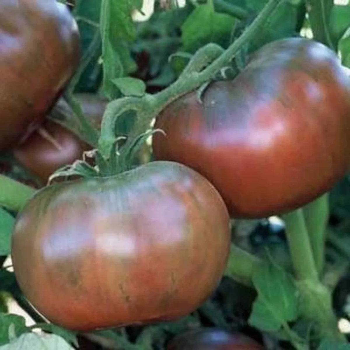 Cherokee Purple Tomato Seeds 50 Ct Heirloom Non-GMO Solanum lycopersicum - Unique Purple-Tinged Fruit for Home Gardens