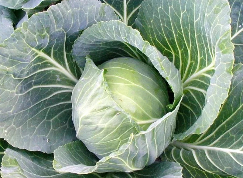 500+ Cabbage Seeds - Heirloom Early Jersey Wakefield - Non-GMO - Brassica oleracea var. capitata - Fresh Vegetable Seeds