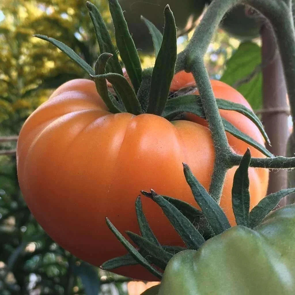 Kellogg's Breakfast Tomato Seeds - 10+ Heirloom Organic Non-GMO - Solanum lycopersicum - Golden-Orange Variety