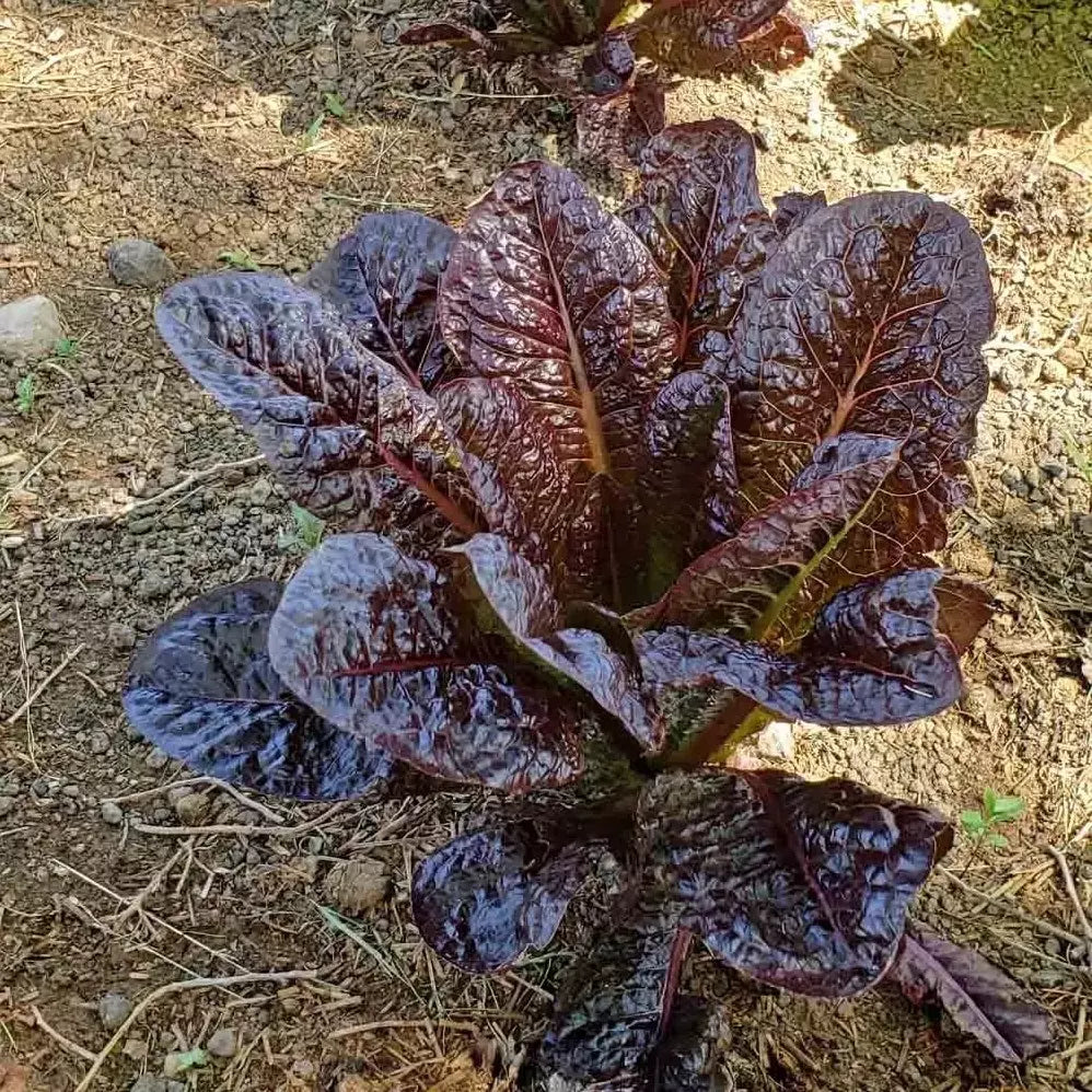 Red Romaine Lettuce Seeds - 500+ Heirloom Organic Non-GMO - Lactuca sativa - Fresh Salad Greens for Home Gardens