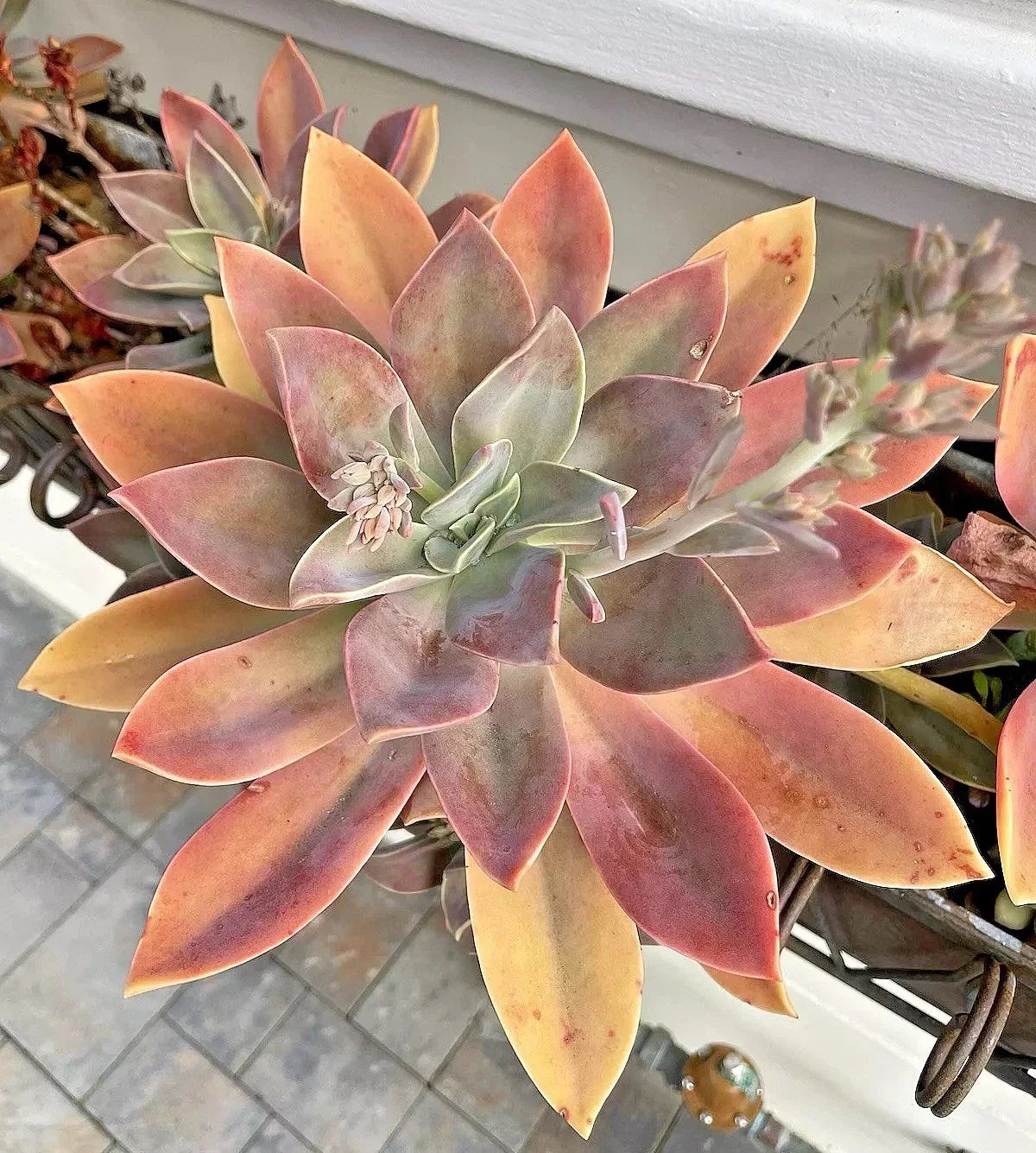 6-Inch Graptoveria Fred Ives Succulent Cutting - Rare Live Plant for Easy Care - Graptoveria 'Fred Ives'