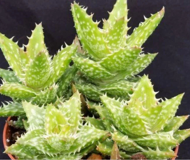 Aloe Juvenna Alligator Jaws 4” Live Rooted Succulent Plant - Unique Green Ornamental - Aloe juvenna for Indoor Decor