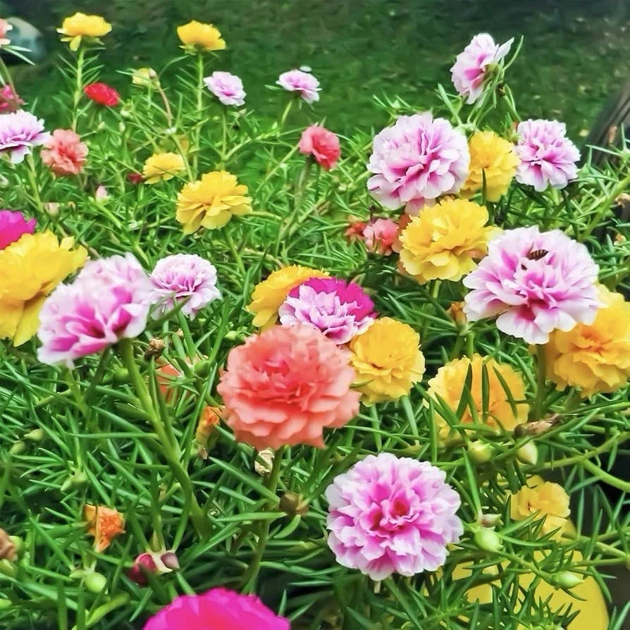 Moss Rose Seeds - 2000 Seeds - Portulaca Double Mix - Portulaca grandiflora - Drought Tolerant, Vibrant Blooms, USA Grown