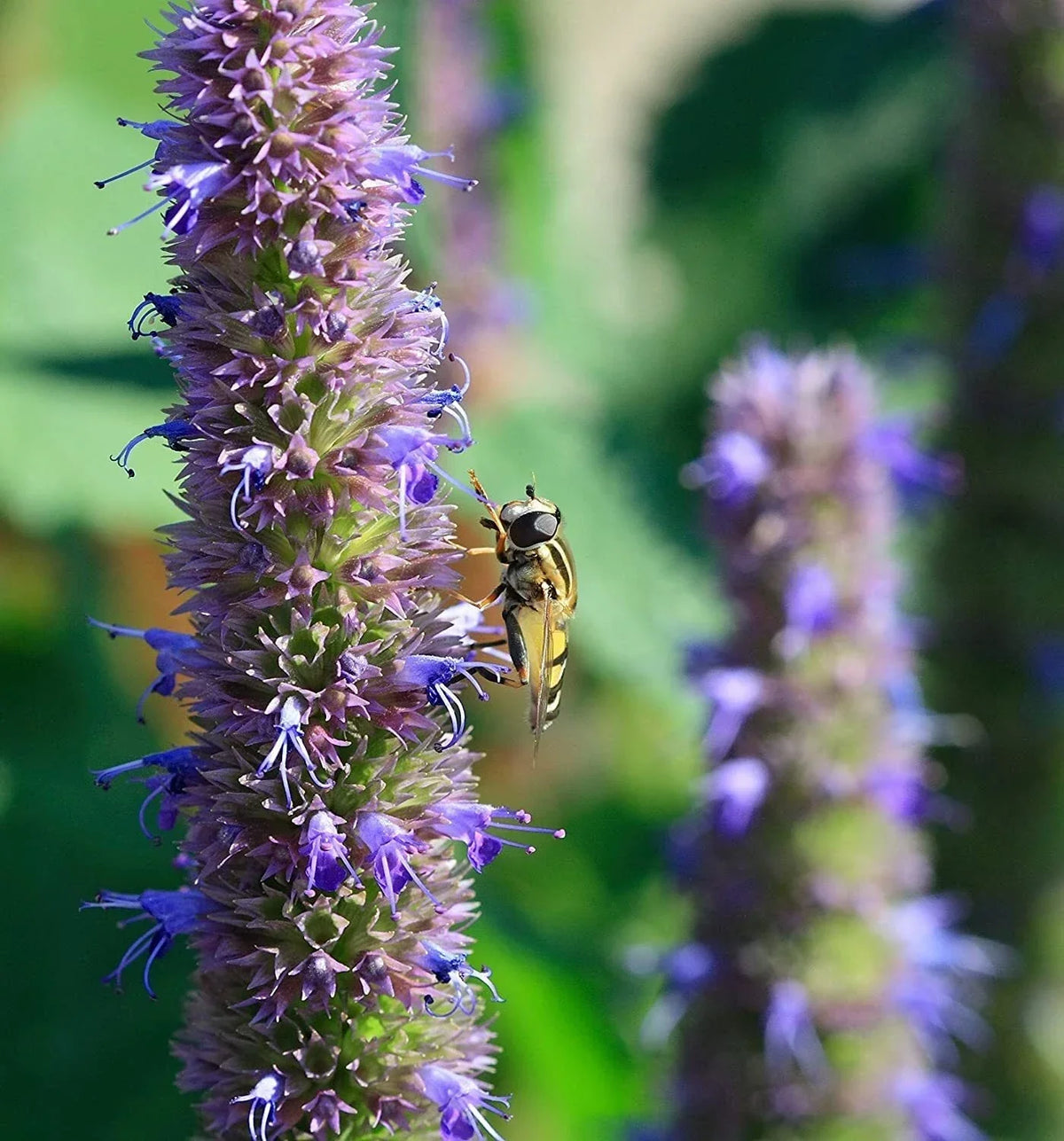 Anise Hyssop Seeds - 200 Count - Lavender-Blue Wildflowers - Agastache foeniculum - Aromatic, Pollinator-Friendly Garden Seeds