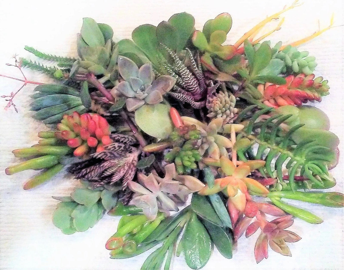 Fresh Succulent Cuttings - 20 Pieces, 10 Varieties, 2-5" - Healthy Echeveria & Sedum for Planting or Home Decor