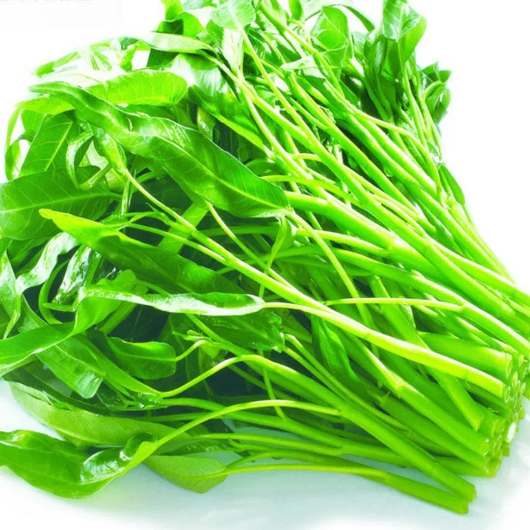 Kangkong Seeds - Rike 2000, Ong Choy, Rau Muong, Swamp Cabbage, Tangkong, Kangkun - Vegetable Seeds for Gardening