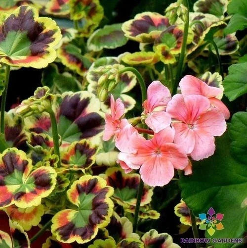Mrs. Henry Cox Geranium Seeds - 25+ Color Varieties - Pelargonium x hortorum - Perfect for Garden & Containers