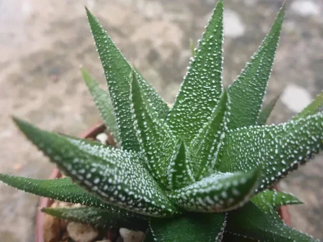 Haworthia Attenuata Radula Potted Plant - 3" Diameter Indoor Succulent - Zebra Plant - Low Maintenance Greenery