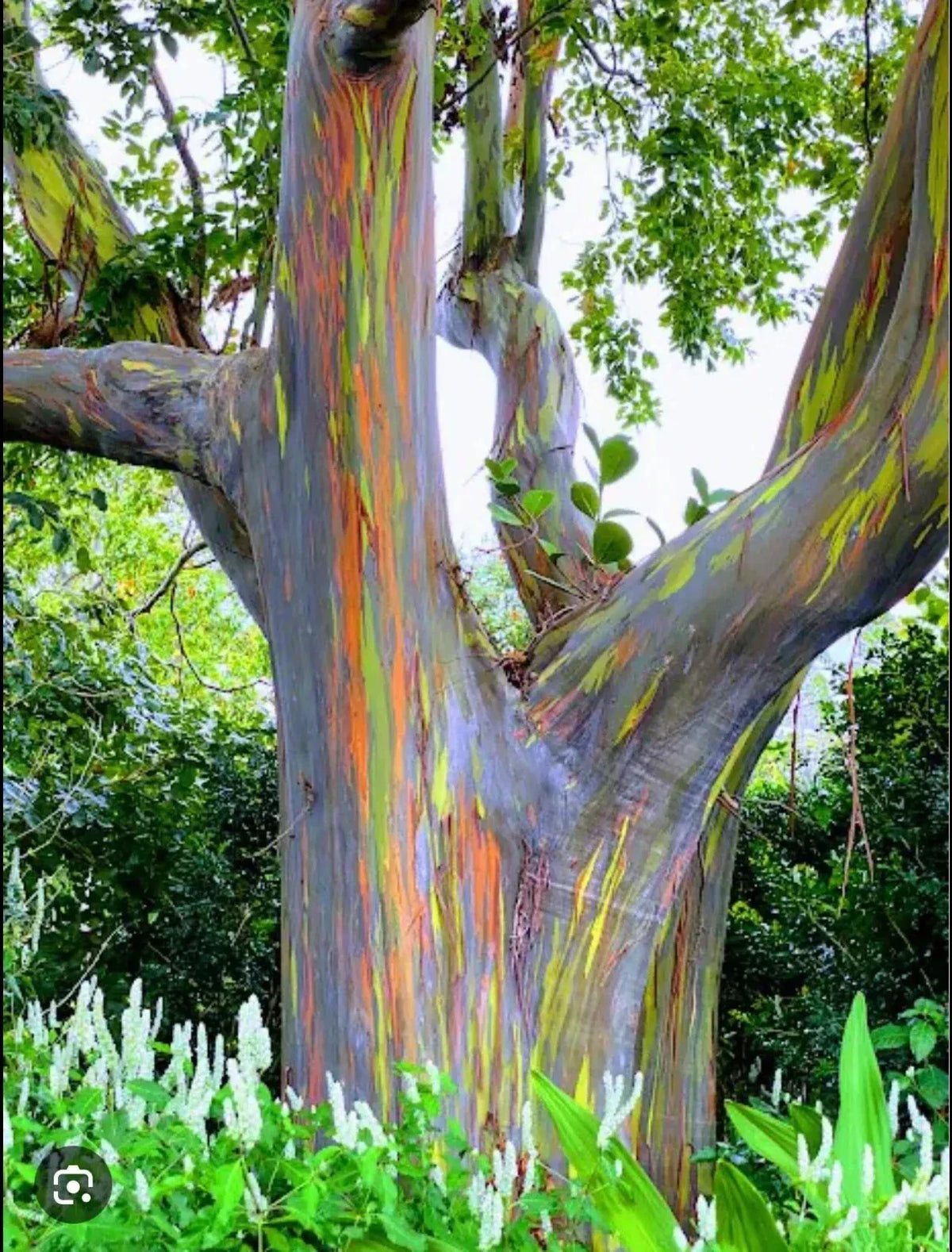 Rainbow Eucalyptus Starter Tree Seedling 16"-21" Eucalyptus deglupta Rooted Sapling Plant for Colorful Gardens