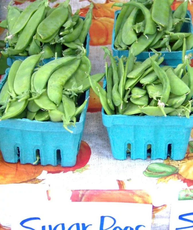 Oregon Sugar Pod Snow Pea Seeds - 100 Non-GMO Seeds - Pisum sativum var. macrocarpon - GroCo USA