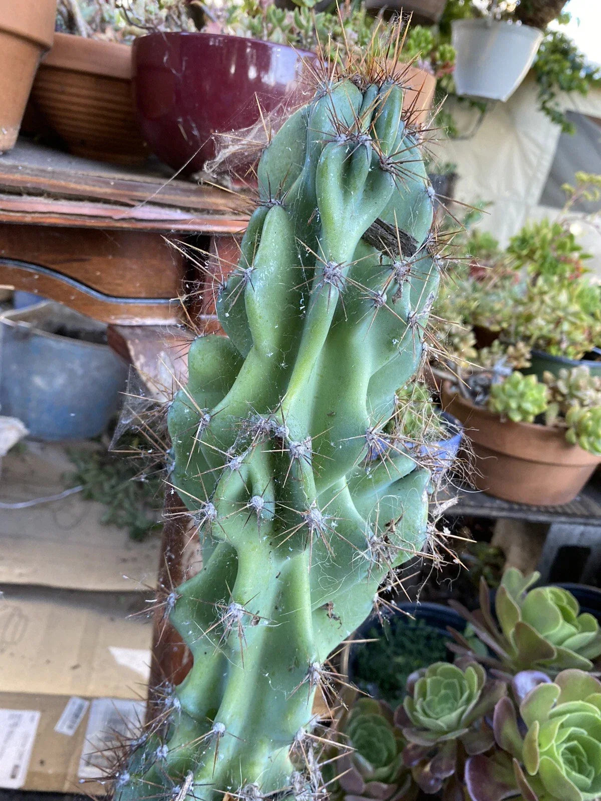 Large Cactus Cutting - Hardy Cereus Monstrosus - Unique Sculptural Green Stem - Cereus peruvianus var. monstrosus