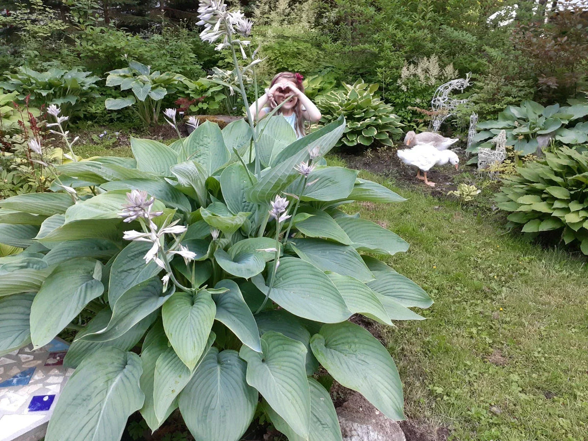 Hosta Seeds - 25 Count - Empress Wu Variety - Hosta Plantaginea - Perennial Shade Plant for Lush Green Foliage
