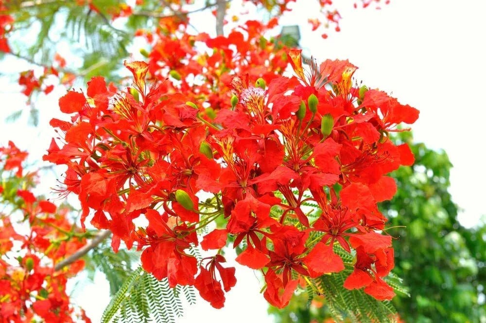 50 Seeds Royal Poinciana - Flamboyant Flame Tree - Delonix regia - USA Grown, Vibrant Red-Orange Flowers for Tropical Gardens