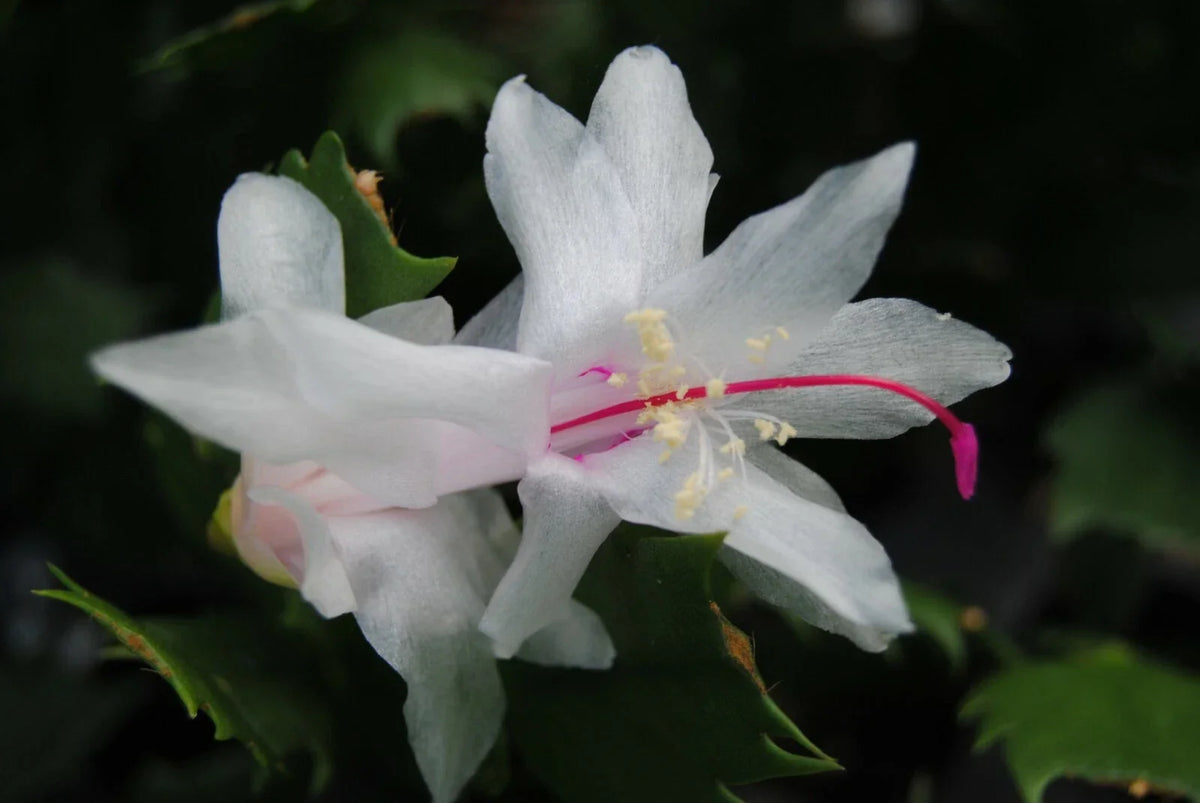 Christmas Cactus Starter Plant - Arctic Ice - Schlumbergera - Healthy Indoor Plant with White Blooms