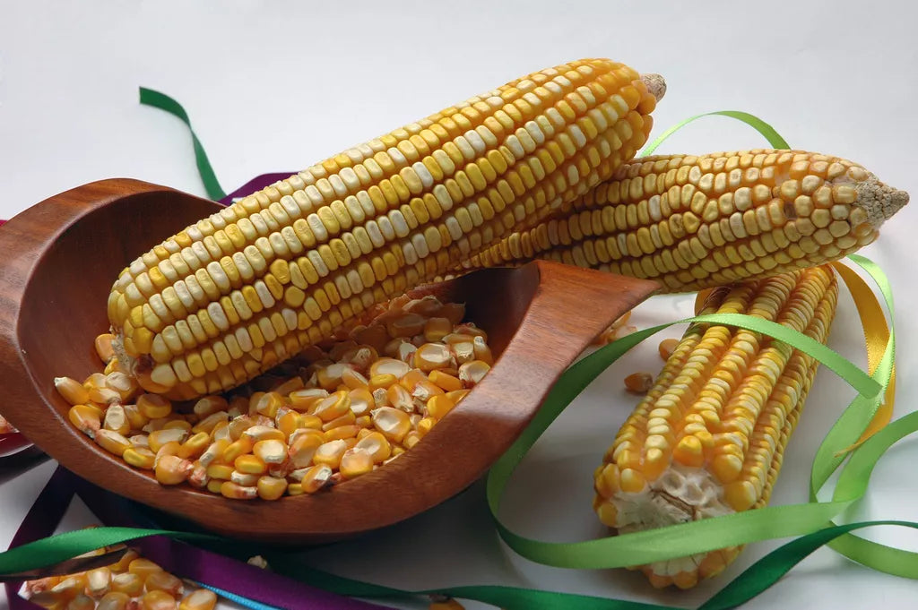 Reid's Yellow Dent Corn Seeds - 30 Pack - Heirloom Variety - Zea Mays - USA Grown - Non-GMO, High Yield, Culinary Use