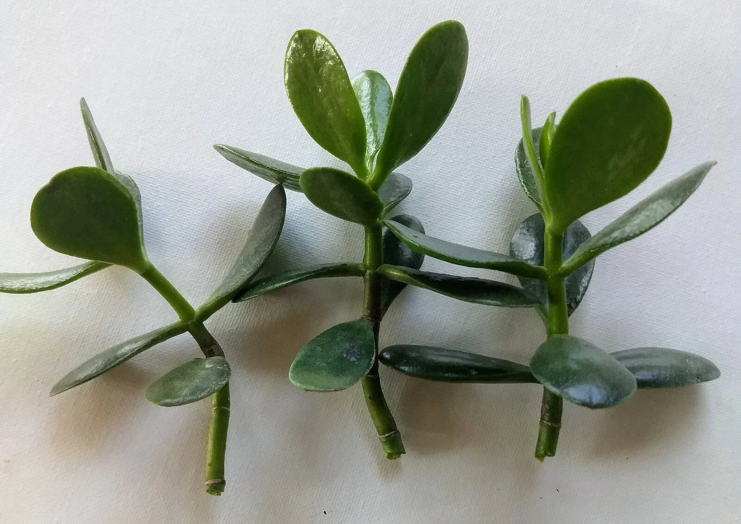 Jade Plant Cuttings - 3 Fresh Live Cuttings for Propagation - Crassula ovata - Easy Care Indoor Houseplant