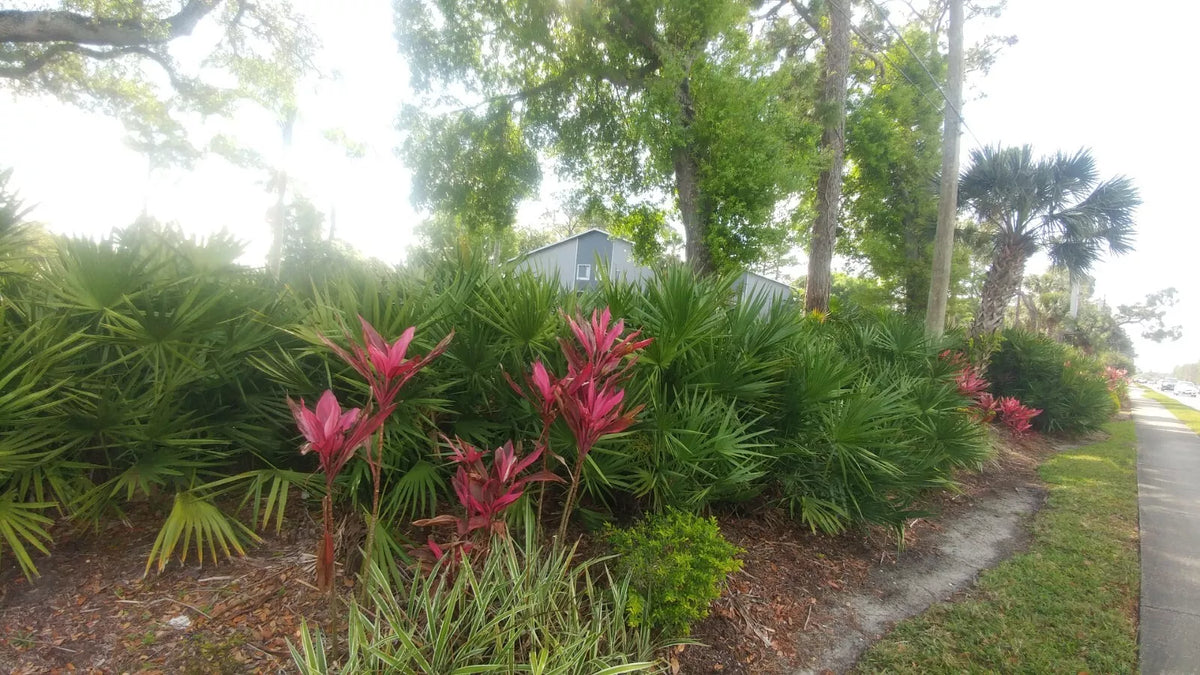 Rooted Garden Plant - Florida Sabal Palmetto Palm Tree - 10-12" - Serenoa repens - Tropical Landscape Addition