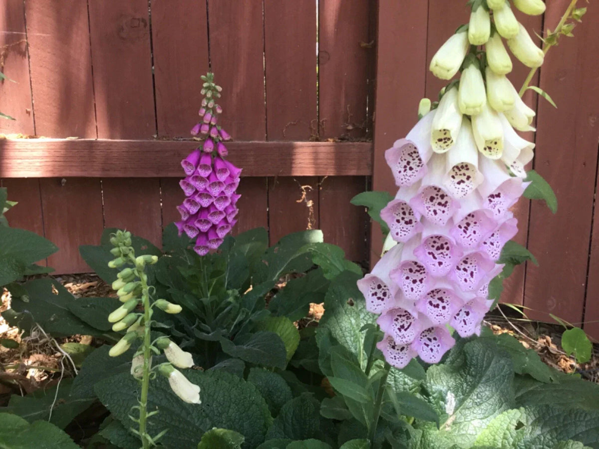 Dwarf Foxglove Seeds 100 Seeds Pixie Variety Digitalis purpurea 'Pixie' - Compact Flowering Plants for Borders and Containers