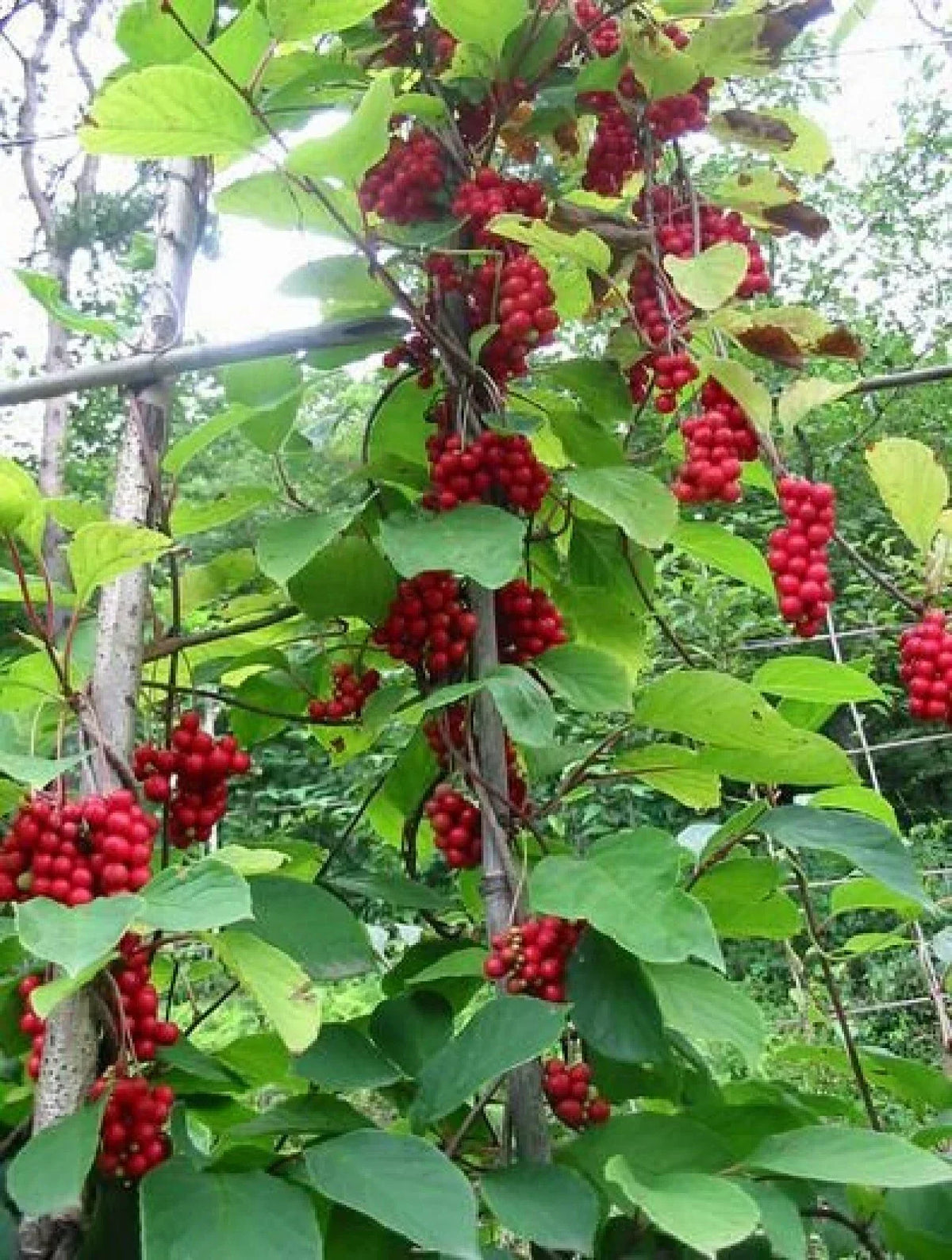 Organic Magnolia Vine Seeds 10 Pack - Schisandra sphenanthera - Fragrant Climbing Vine for Garden