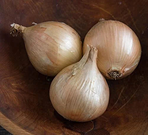 Ailsa Craig Onion Seeds - 500+ Heirloom Seeds - Sweet Onions - Allium cepa - Non-GMO - USA Garden Planting