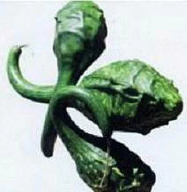 Caveman's Club Gourd Seeds - 20 Heirloom Seeds for Planting - Cucurbita Maxima - Unique Decorative Gourds