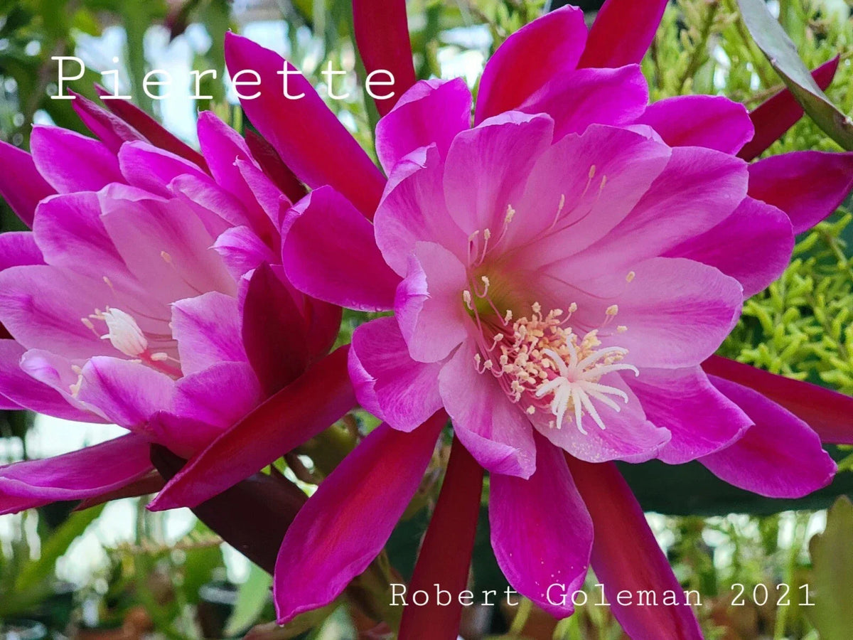 Unrooted Cutting - Epiphyllum 'Pierette' - Rare Orchid Cactus - Exotic Houseplant - Ideal for Propagation - Pink/Peach Blooms
