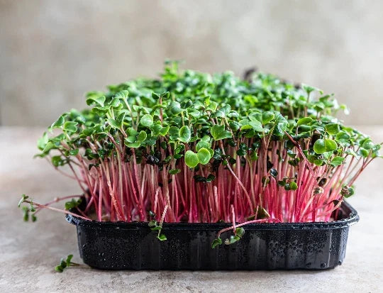 Rambo Radish Microgreen Seeds 16 Ounce - Organic Raphanus sativus for Salad and Garnish - Non-GMO Sprouting Seeds