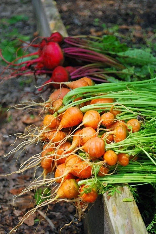 Parisian Carrot Seeds Bulk 200 Count Packet, Sweet Round Globes, Daucus carota - Non-GMO, Compact for Small Gardens