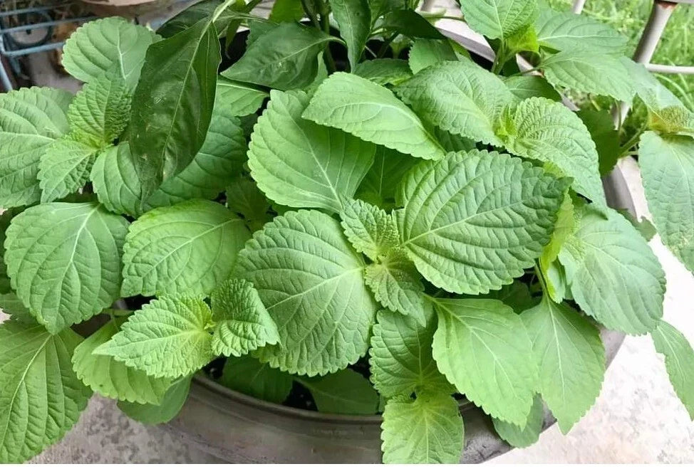 Shiso Seeds - 500+ Perilla frutescens - Japanese Basil, Beefsteak Herb for Culinary Use, Aromatic Flavor Enhancer