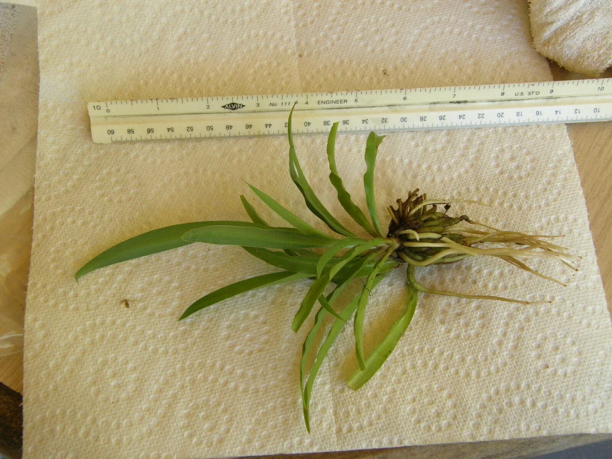 Spider Plant Bare Root Pup - Chlorophytum Comosum Green Houseplant - Easy Care Indoor Plant for Beginners, Non-Toxic to Pets