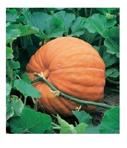 Big Max Giant Pumpkin Seeds - Heirloom Variety - Cucurbita maxima - 10 Seeds for Colossal Prizewinners and Fall Displays