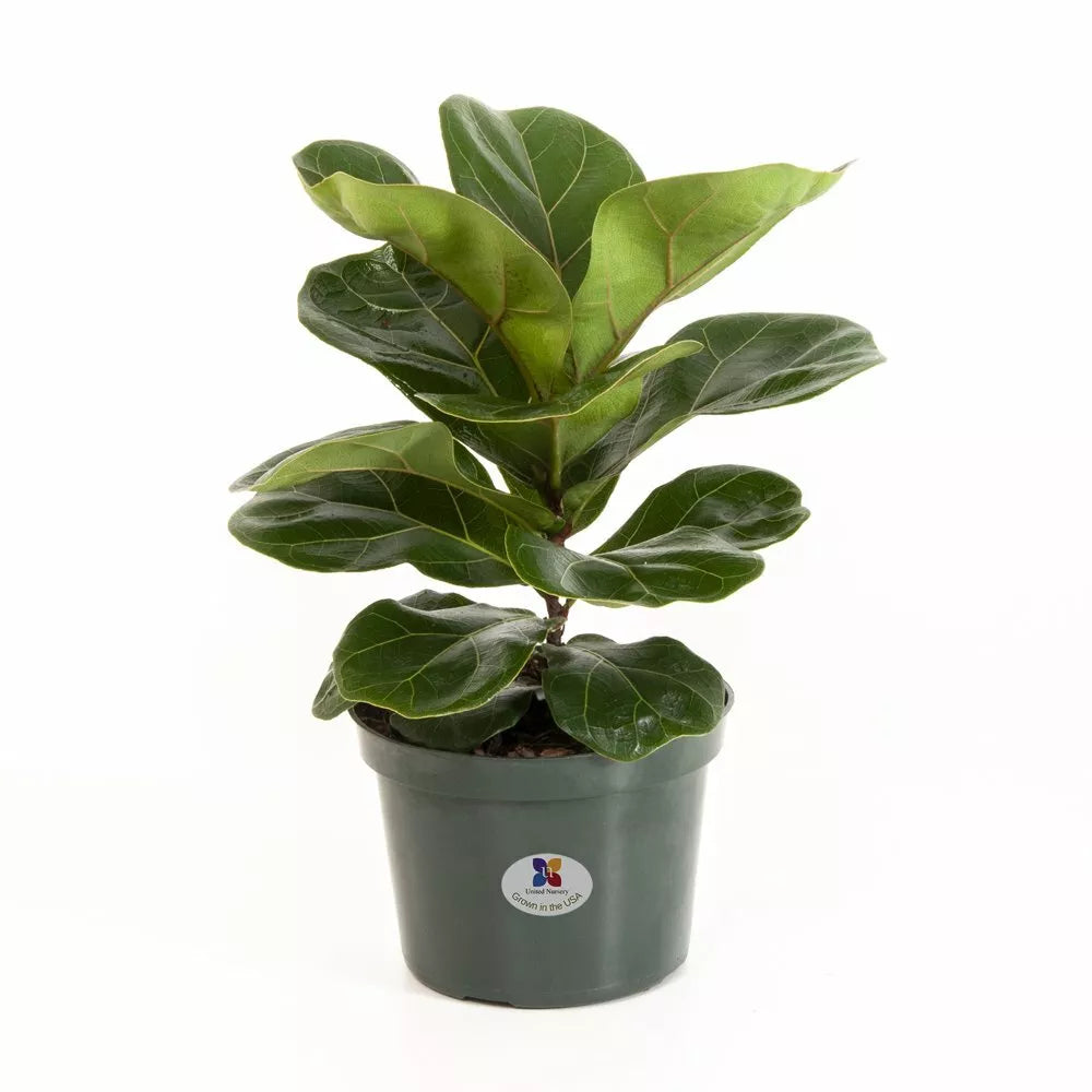 Fiddle Leaf Fig Live Plant 10+ Inches Bright Light Tolerant Ficus Lyrata Indoor Houseplant