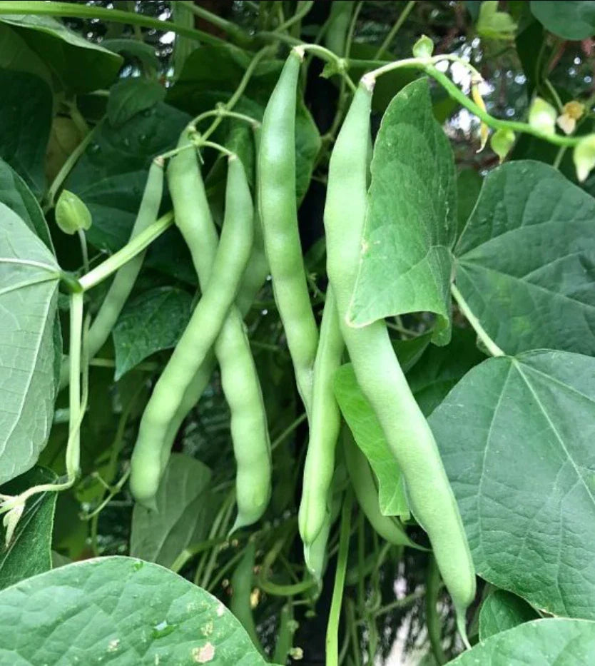 Blue Lake Bush Green Bean Seeds - 500+ Non-GMO Seeds - Phaseolus vulgaris - High Yield for Home Gardens