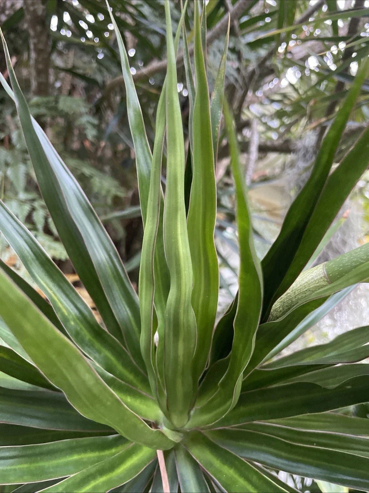 Dragon Tree Cuttings - 5 Hawaii Grown Dracaena Marginata Bonsai Plants for Indoor Decor and Air Purification