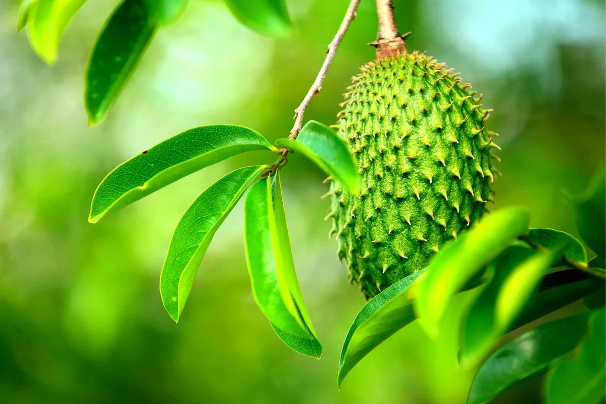 Soursop Fruit Tree Seeds - 6 Seeds - Annona muricata - Tropical Fruit for Home Gardening, Ideal for Container Planting