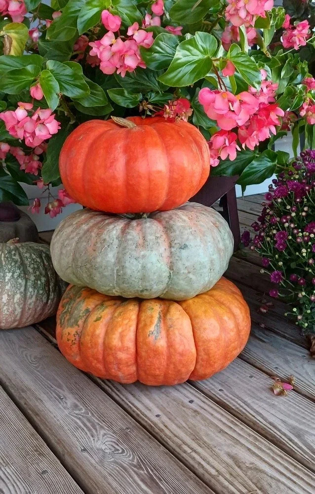 Stacker Pumpkin Mix Seeds - 10 Heirloom Vegetable Seeds for Planting, Cucurbita pepo, Colorful Garden Pumpkins