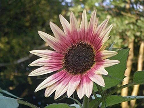 Indian Blanket Sunflower Seeds - 25 Pack - Gaillardia pulchella - Vibrant Red and Yellow Flowers