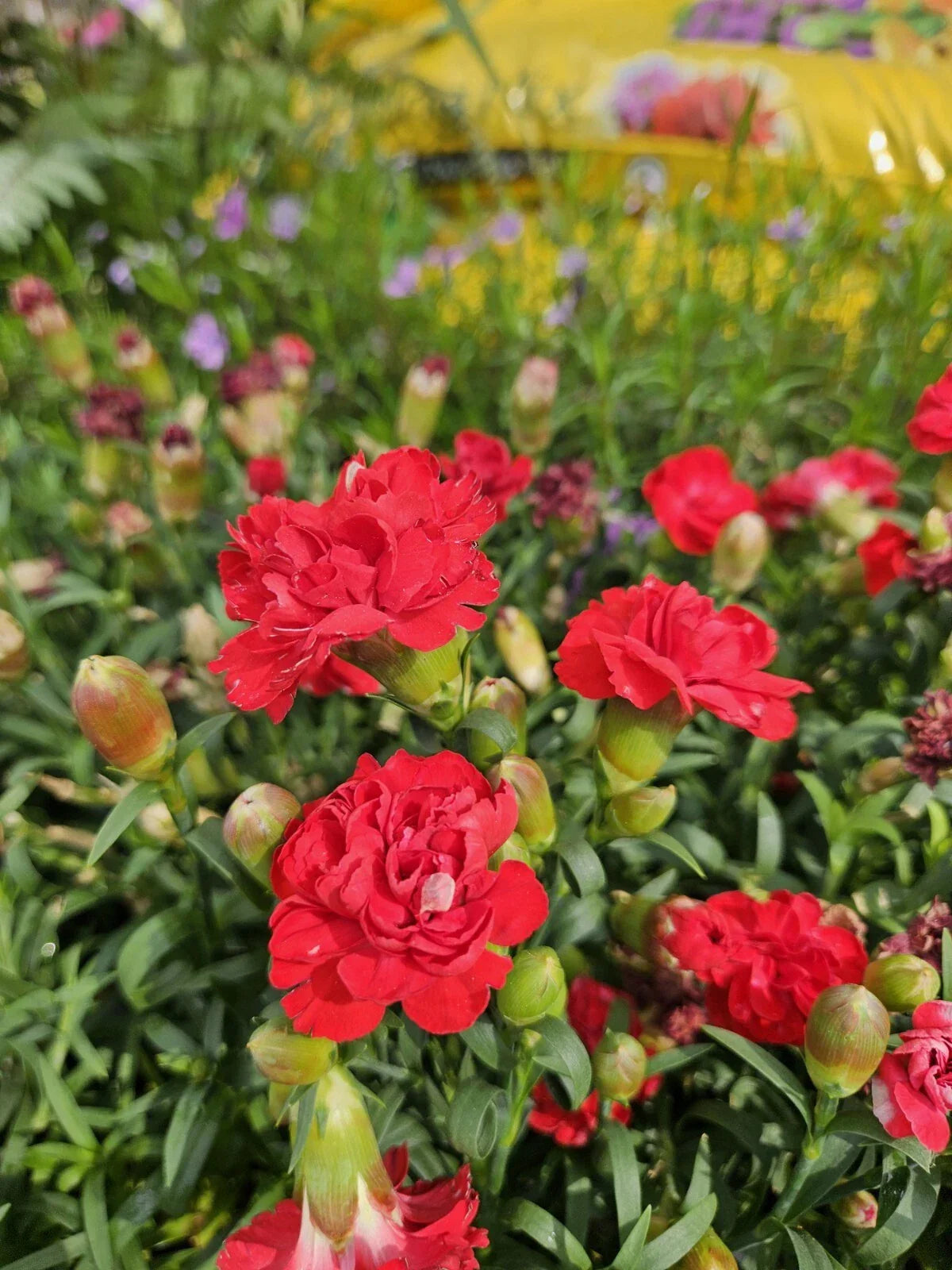 Dianthus Supertrouper Scarlet Seeds - Bare Root Perennial - Red Flowers - Dianthus spp. - Garden Ready for Shipping