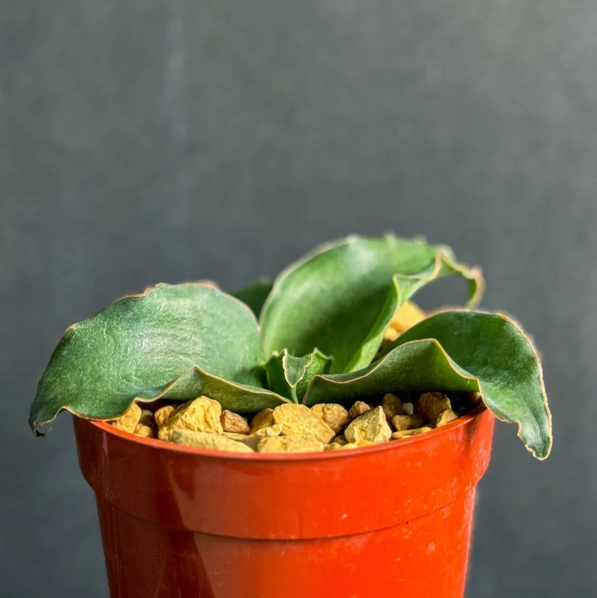 Snake Plant 4" Indoor Houseplant, Sansevieria subspicata, Succulent Variety for Easy Care and Air Purification