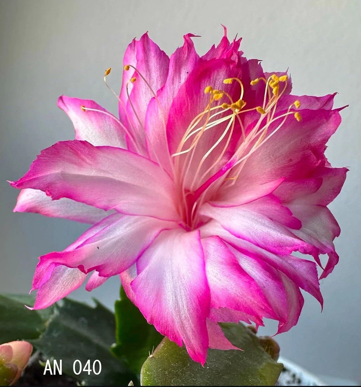Rooted Segments Christmas Cactus Plant Cuttings - Schlumbergera truncata - Indoor Houseplant - Easy Care & Colorful Blooms