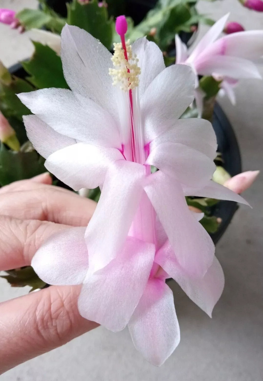 Thanksgiving Cactus 5 Pack Pink Schlumbergera truncata Ready to Plant - Vibrant Holiday Blooms for Home Decor and Gifts