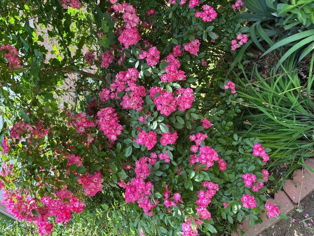 Rosa Red Riding Hood Hedge Rose Cuttings - 3 Pieces, Vibrant Red Blooms, Rosa 'Red Riding Hood', Ideal for Gardens