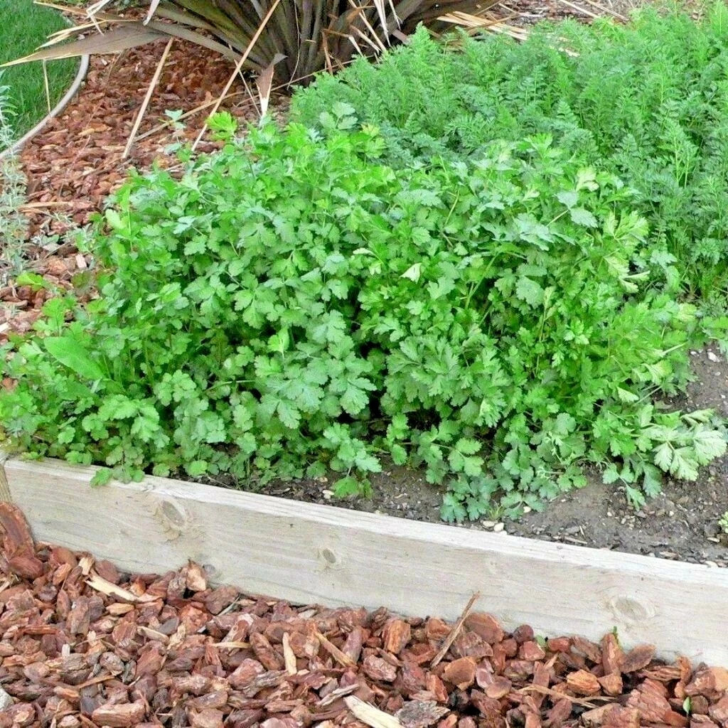 Cilantro Seeds 60+ Count Coriander Herb for Tex-Mex Cooking Coriandrum sativum - Perfect for Container Gardening & Summer Gardens