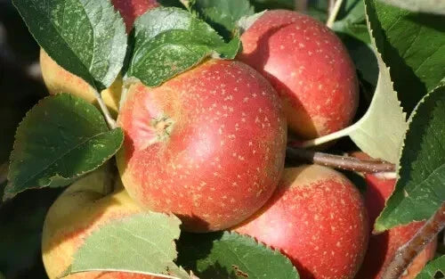 Orleans Reinette Apple Seeds - 25+ Heirloom Seeds for Planting - Malus domestica 'Orleans Reinette' - USA Grown