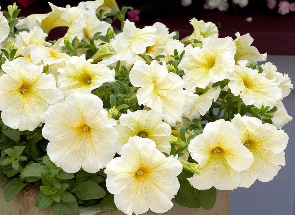 Petunia Seeds Pelleted Prism Sunshine Yellow Butterfly Attracting Petunia × atkinsiana
