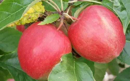 Saturn Apple Seeds - 25+ Heirloom Seeds - Malus domestica - Organic, USA Grown for Home Garden Planting