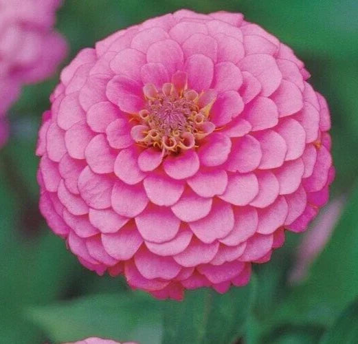 Zinnia Seeds - 200+ Pink Luminosa Annual Flower Seeds - Attracts Butterflies & Bees - Zinnia elegans - Non-GMO