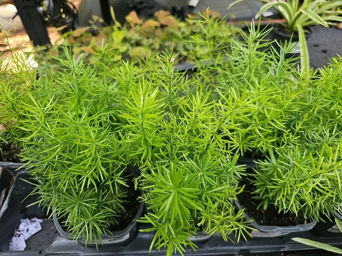 Asparagus Fern Live Plant 4" Pot Heirloom Sprengerii Densiflorus Green Foliage - Easy Care Indoor Houseplant